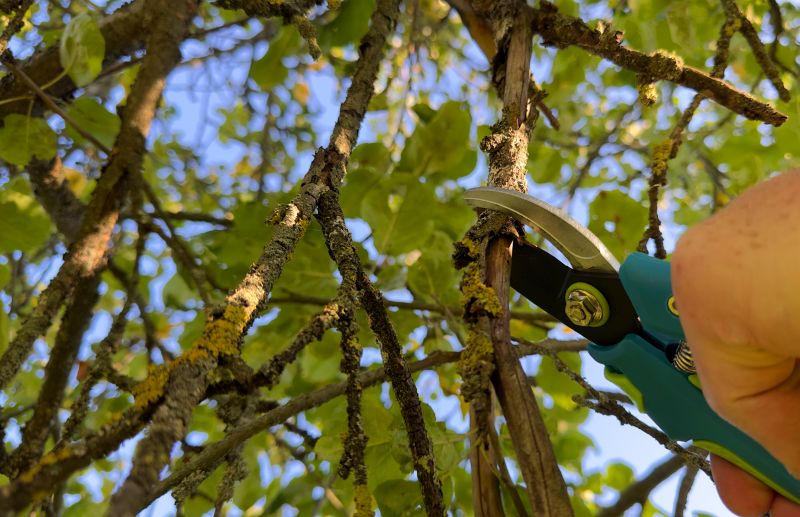 Tree Repair in Reno, NV